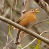 涙目で鳴く鳥