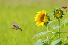 花とノビタキ