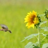 花とノビタキ