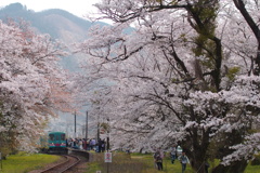 桜咲く駅