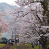 桜咲く駅