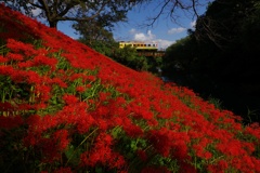 樽見鉄道花景色