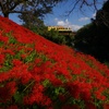 樽見鉄道花景色