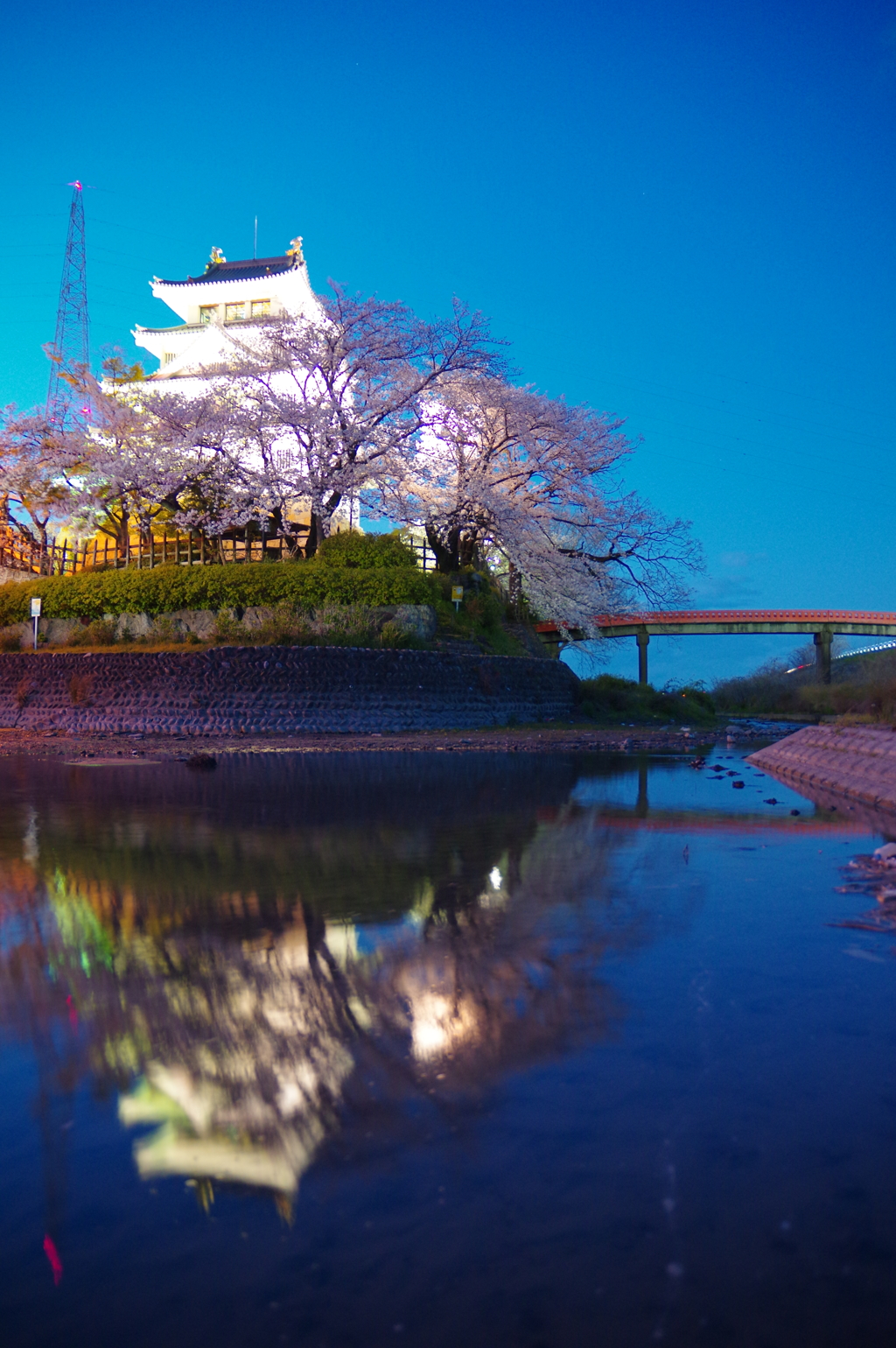 一夜の夜桜
