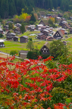 色づき始めた山里