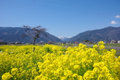 菜花