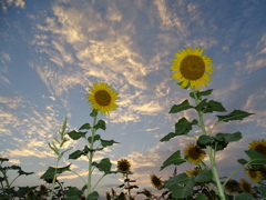 秋雲と向日葵