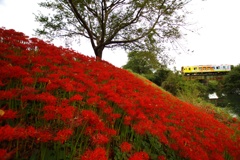 樽見鉄道と彼岸花～その2