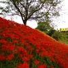 樽見鉄道と彼岸花～その2