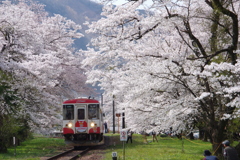 桜咲く樽見鉄道-2