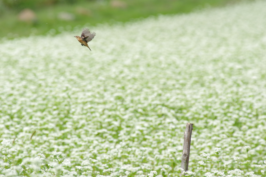 蕎麦の花とノビタキ