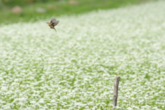 蕎麦の花とノビタキ