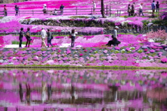 國田家の芝桜-水鏡