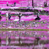 國田家の芝桜-水鏡