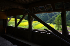 黄金色