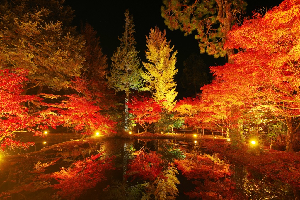紅葉のライトアップ