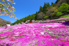 國田家の芝桜