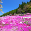 國田家の芝桜