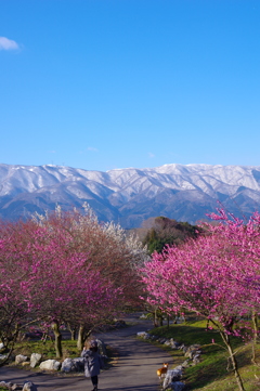 いなべ梅林公園