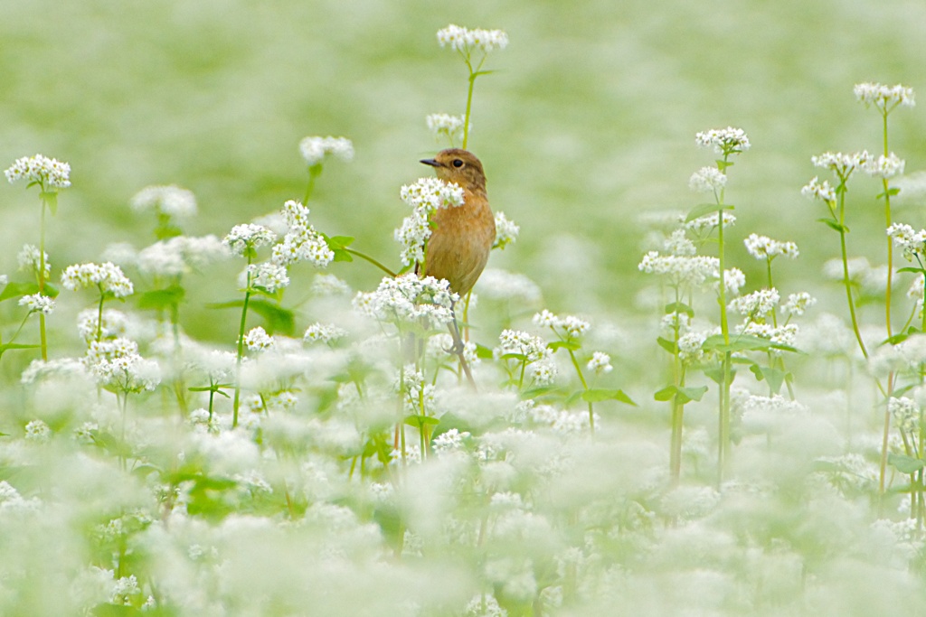 蕎麦の花園