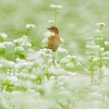 蕎麦の花園