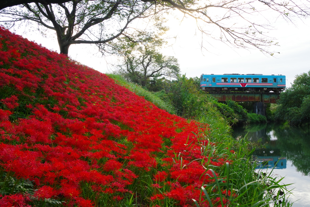 樽見鉄道花景色