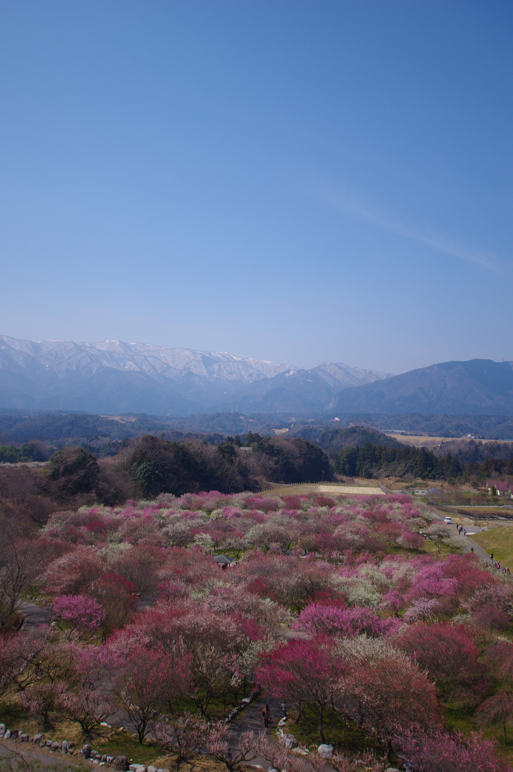 いなべの梅源郷