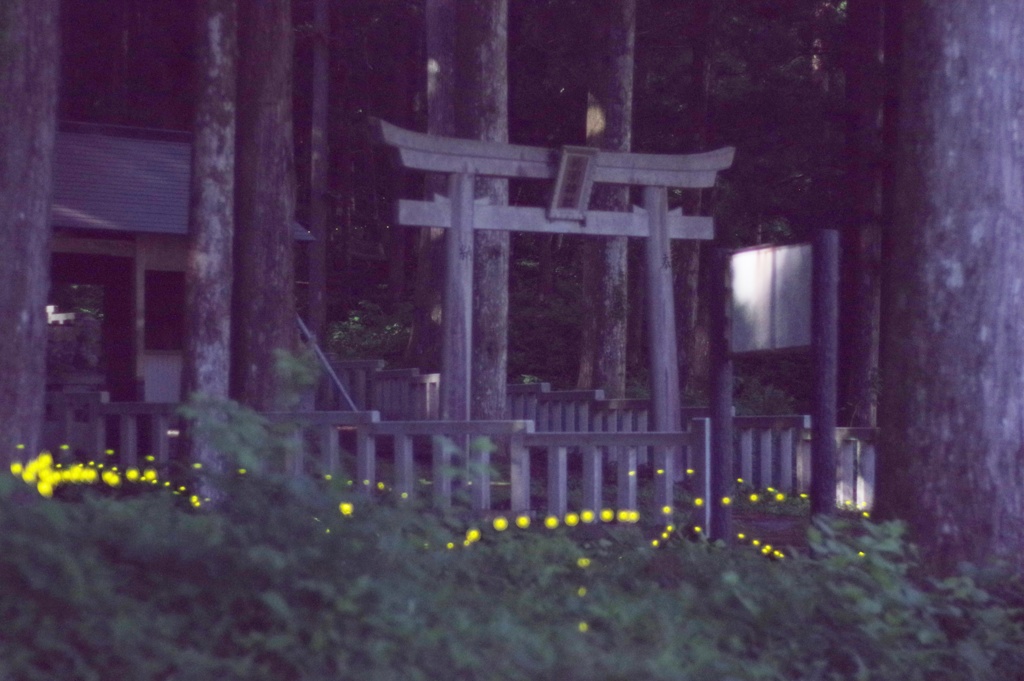 姫様の詣で