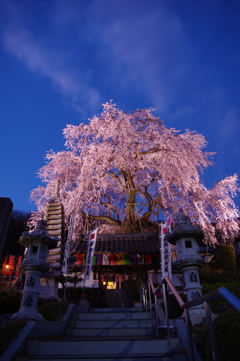 林陽寺の枝垂れ桜