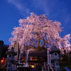 林陽寺の枝垂れ桜