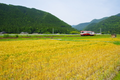 金麦　高科　地上