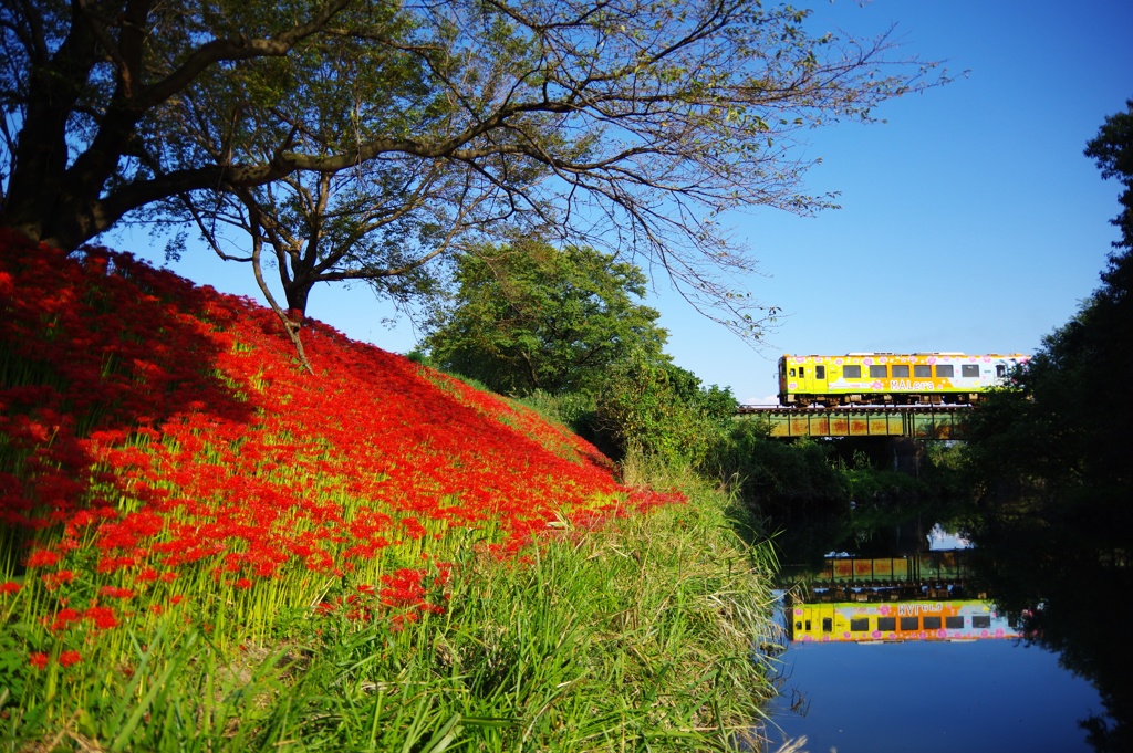 樽見鉄道と彼岸花～青空モレラ号