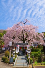 枝垂れ桜