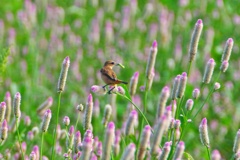 ノゲイトウの花で