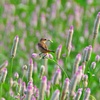 ノゲイトウの花で