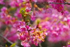 河津桜