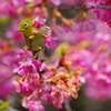 河津桜