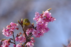 河津桜とメジロ