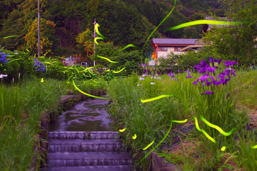 三水川の蛍