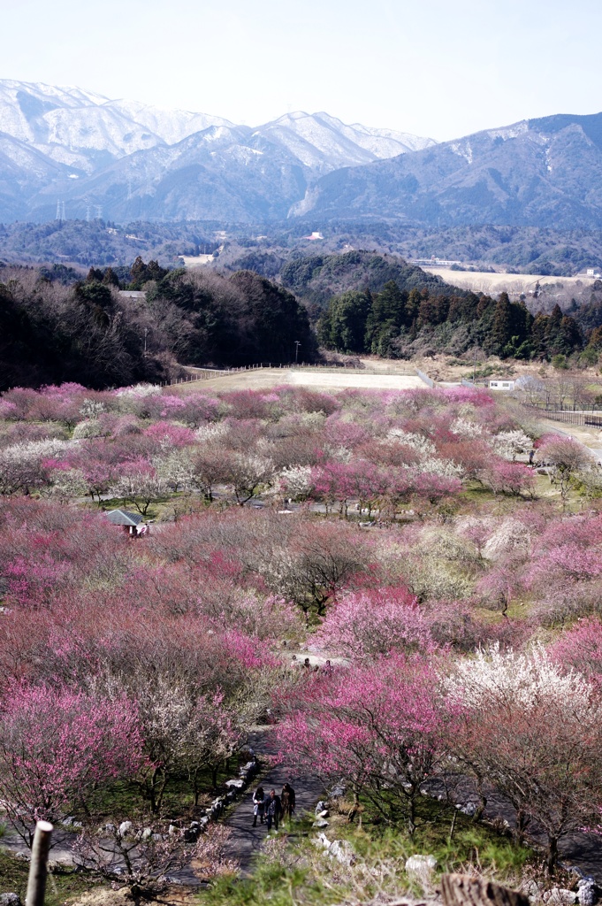梅の里-3
