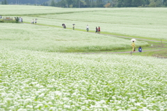 蕎麦畑