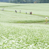 蕎麦畑