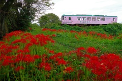 樽見鉄道花景色