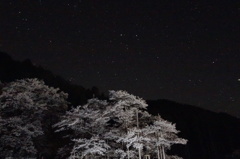 夜桜