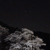 夜桜