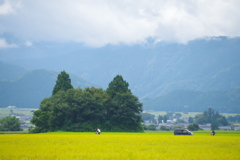 猫島