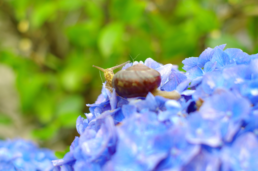 紫陽花とかたつむり