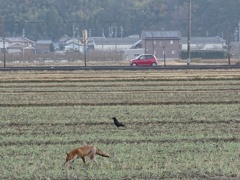 きつねとカラス