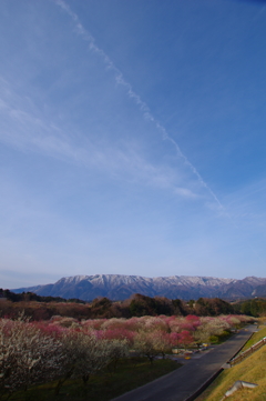いなべの春