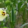 花もいいね